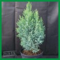 Chamaecyparis lawsoniana "Ellwoodi" - cypruštek Lawsonovi